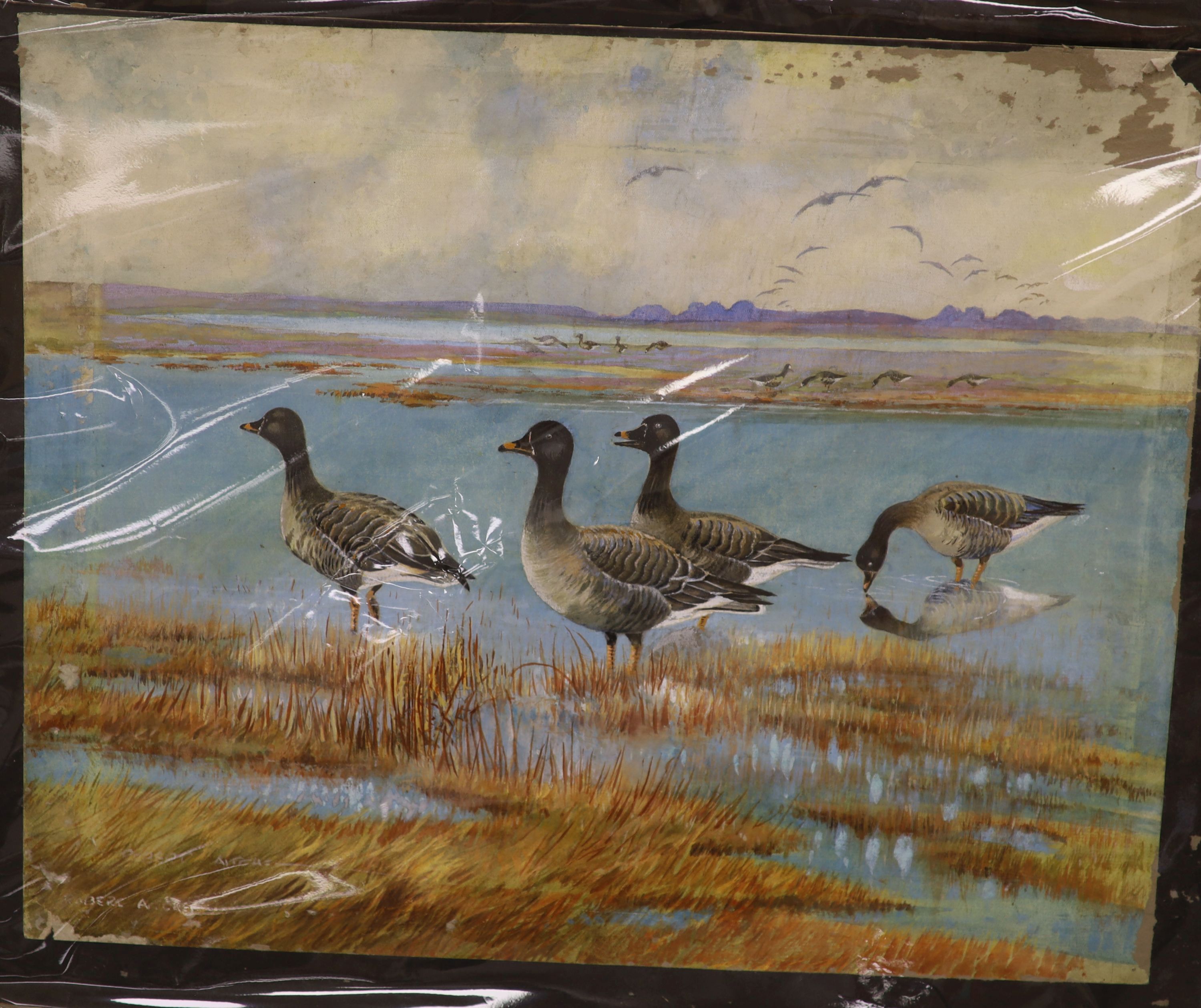 Robert Aitchen (20th century, author and illustrator), two watercolours on board of wild fowl